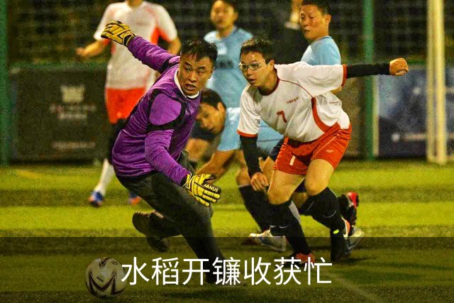 水稻开镰收获忙